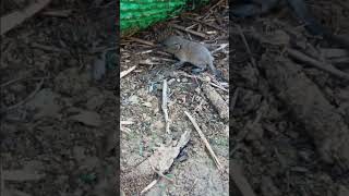 Brown rat Rattus norvegicus juvenile Mother rat had made a nest under construction materials [upl. by Anyahs]