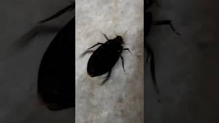 Spinning Beetle shorts trending viralvideo music [upl. by Rowan]