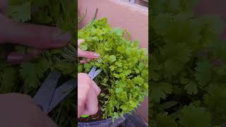 Coriander coriander plants freshvegetables reels viralvideo shortfeed planting shorts video [upl. by Breech]