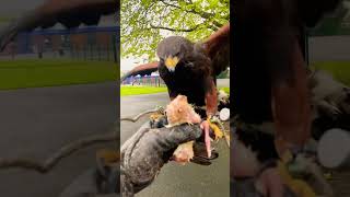 Harris hawk feeds slow [upl. by Aznerol381]