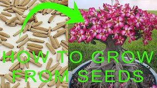 How to grow Desert Rose from seeds  Desert Rose Adenium Germination  Desert Rose Propagation [upl. by Adnarahs]