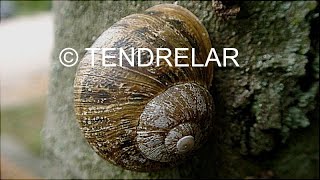 Snail shell growth in one minute  ANIMATION [upl. by Otanutrof]