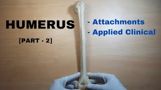 Humerus Bone Anatomy PART 2  Attachments amp Applied Clinical  Bones of Upper Limb [upl. by Aurie]