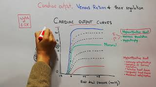 CVS 168  what is cardiac output curve  starling curves  Hypereffective vs Hypoeffective Heart [upl. by Myrtice684]