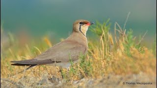 Collared pratincole  Glareola pratincola  Νεροχελίδονο [upl. by Janeta]