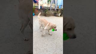 DOG LAB DOG LABRADOR PLAYING youtubeshorts shortvideo doglover [upl. by Tigdirb]