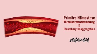 Primäre Hämostase einfach erklärt  Schritte  Thrombozytenaktivierung  Thrombozytenaggregation [upl. by Aillemac156]