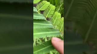 mimosa  Sensitive Plant Mimosa pudica Leaves Folding up in Response to Touch  part 10 short [upl. by Ardel]