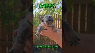 SASSY Stunning English Bulldog Female bulldog englishbulldog bulldogs [upl. by Weylin703]