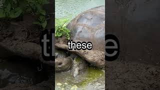 The Galápagos Tortoise wildlifediversity animals wildlife [upl. by Durst]