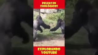 ¡Peleas de Gorilas en Zoológicos shorts [upl. by Nerfe]