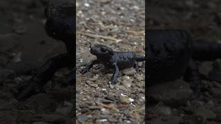 Trouver la salamandre noir salamandra amphibian animaux nature montage [upl. by Itnuahsa]