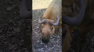 Takin Animal viralvideo animals facts trending reels foryou [upl. by Onin]