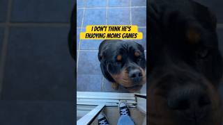 I don’t think he’s enjoying moms games shorts funny rottweiler dogsofinstagram [upl. by Millwater]