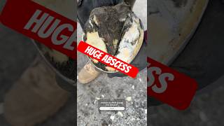 Huge ABSCESS in this horses hoof onthemend hoofcare guessthecause [upl. by Varipapa10]