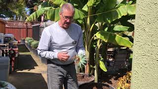 Alan Beverlys video of unpacking and planting your new Aloe Polyphylla [upl. by Wendell]