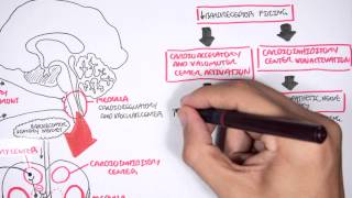 Compensatory Mechanisms of Medical Shock [upl. by Howes]