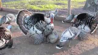 My Gobbler Breeding a Squealing Hen [upl. by Noxid]