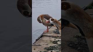 Egyptian goose male calling  Nilgans Männchen ruf Heidelberg [upl. by Reedy]