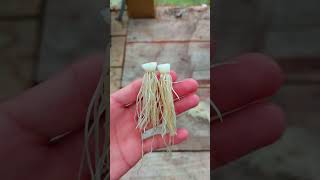 Learn to GROW ONIONS AT HOME using Hydroponic Method Youve Never Tried [upl. by Loggins]