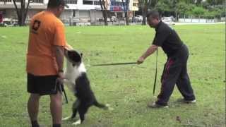 DK9  Border Collie Dazzle Boy doing Protection Training Part 2m4v [upl. by Gregoire]