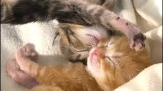 Zu Zu’s Petals day 8 with our adorable newborn kittens happythings babyanimals kittentherapy [upl. by Eraste]