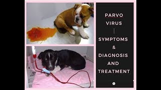 Puppy Parvovirus Symptoms  Diagnosis  Treatment BholaShola [upl. by Dronel]