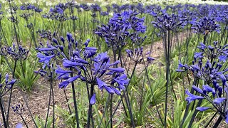 Agapanthus Black Buddhist  FarmerGracycouk [upl. by Eerrehs]