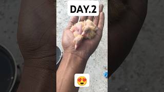 🥰day 2 bebis 😍youtube sorts trending 🕊️ [upl. by Ennazus]