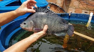 Tilápias em caixa dágua  2 Anos Pesando as tilápias GIGANTES [upl. by Ovatsug555]