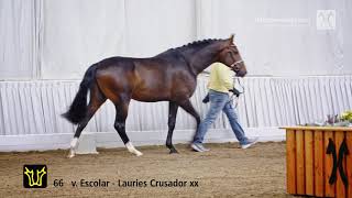 Hanoverian Stallion Licensing 2019 No 66 Stallion by Escolar  Lauries Crusador xx [upl. by Meras535]