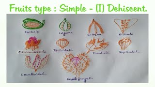 1 Simple a Dehiscent Fruit [upl. by Caril]