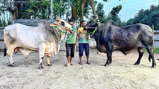 প্রয়াসের ২০২৫ সালের বড় গরুর কালেকশন দেখালেন আমাদের রিফাত ভাই 👍 [upl. by Tarrant]