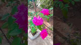 The Most Beautiful Gardens Ever Created flowers viralshorts ytshorts [upl. by Hollenbeck]