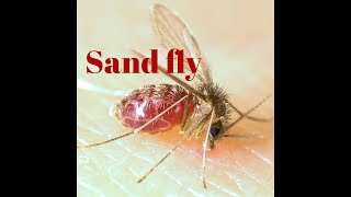 Sand fly [upl. by Rettuc]