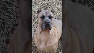 Saber Formentino canecorso italianmastiff fyp [upl. by Christmas553]