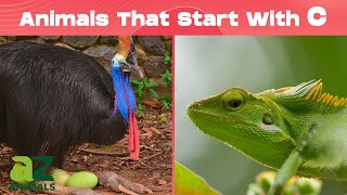 Animals That Start With The Letter C  Listed With Facts [upl. by Vitalis]