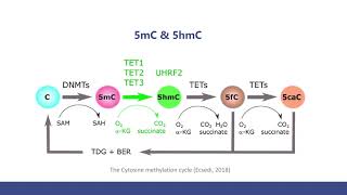 5mC and 5hmC Sequencing Methods and The Comparison [upl. by Oriel]