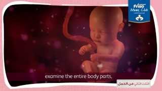 Second trimester of pregnancy الثلث الثاني من الحمل [upl. by Tade163]