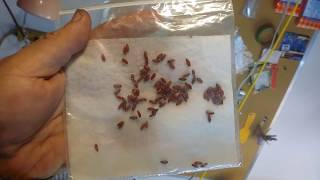 Starting Barberry from Seed Pt1 [upl. by Ailecnarf]