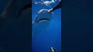 the nictitating membrane is protecting their eye savesharks tigershark ocean sharkdiver sharks [upl. by Brahear]