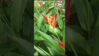 Heliconia Psittacorum Bunga PisangPisangan yang Cantik [upl. by Dalli]