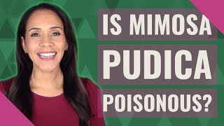 Is Mimosa pudica poisonous [upl. by Silvana]