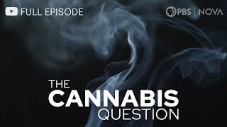 The Cannabis Question I Full Documentary I NOVA I PBS [upl. by Nalak]