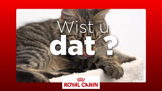 Hoe verzorgt u de vacht van uw kat [upl. by Noiz]