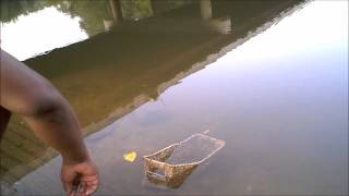 Fishing Again Catching Minnows for Bait [upl. by Aihsinat]