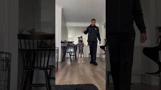 Practicing walking w dog Bipedal Buddy 🥹 dog tricks walking puppy fyp cool watch happy [upl. by Winnah]