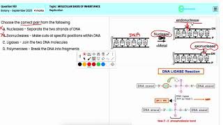 Exploring DNA Replication in Prokaryotes and Eukaryotes  NEET 2020 Botany Question 160 [upl. by Mehalick]