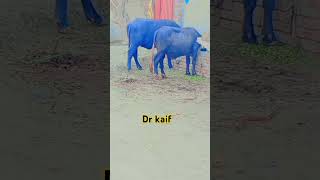 After hypothermia treatment youtubeshorts cow animalfarming livestockfarming viralvideo [upl. by Meda]