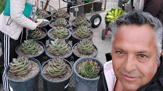 The biggest Ebony from Navarros Mixed Nursery ❤️🌵1700 Watsonville Rd Castroville CA 95012 [upl. by Blackwell]